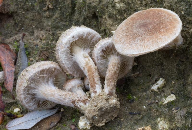 Inocybe leucoloma